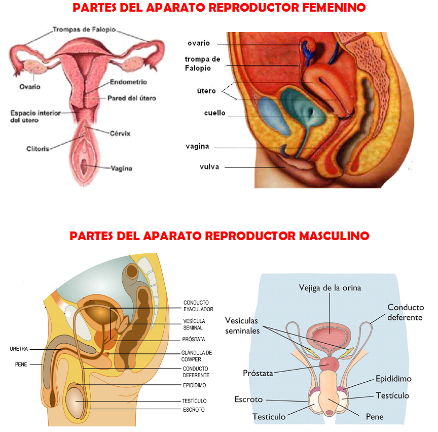 Partes aparato reproductor masculino